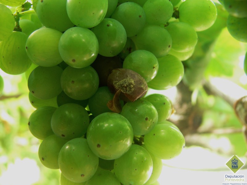 Grano de uva con ataque de botritis
